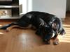 Blanding af racer Chili [Tidl. hund]