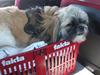 Shih tzu tayson