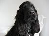 Cocker spaniel Charlie