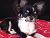 Chihuahua Chanel