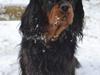 Cavalier king charles spaniel Johnny