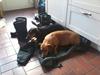 Gravhund Mille [ Himmelhund]