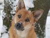 Islandsk fårehund Chanel<3 |Chello|<3