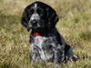 Cocker spaniel Mille