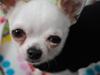 Chihuahua Rickey