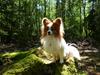 Papillon Gizmo R.I.P. [ Himmelhund]