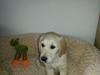 Golden retriever Frode