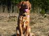 Nova scotia duck tolling retriever RBM RØM Shaggy Toller's Love Me Tender/ Nova