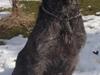 Ruhåret hønsehund Lille Skovbo's Carlo