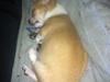 Chihuahua Ramos