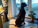 Grand danois Stumpen