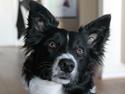 Border collie Fly-Lau