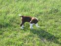 Engelsk springer spaniel Bailey
