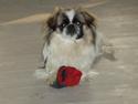 Pekingeser Kitty