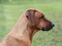 Rhodesian ridgeback Mougli