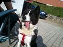 Karelsk bjørnehund Rikki