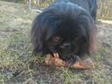 Pekingeser Balou