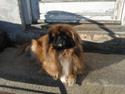 Pekingeser Tothi