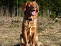 Nova scotia duck tolling retriever RBM RØM Shaggy Toller's Love Me Tender/ Nova