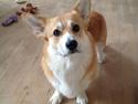 Welsh corgi pembroke Buddy
