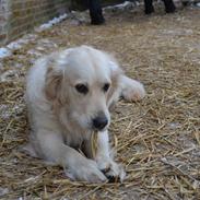 Golden retriever Julius
