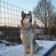 Alaskan malamute Uniq