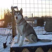 Alaskan malamute Uniq