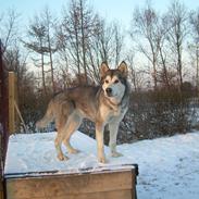 Alaskan malamute Uniq