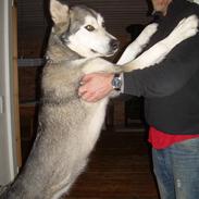 Alaskan malamute Uniq
