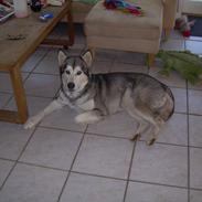 Alaskan malamute Uniq