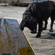 Blanding af racer Trunte