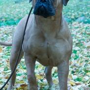 Bullmastiff Berta