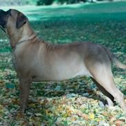 Bullmastiff Berta