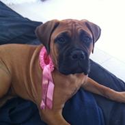 Bullmastiff Berta