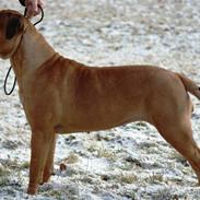 Bullmastiff Berta