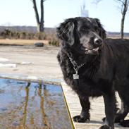 Blanding af racer Trunte