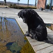 Blanding af racer Trunte