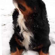 Berner sennenhund Zeon