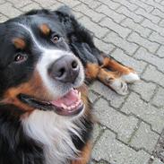 Berner sennenhund Zeon