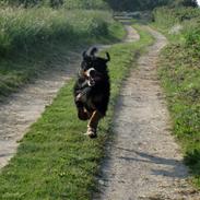 Berner sennenhund Zeon