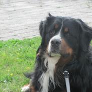 Berner sennenhund Zeon