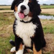 Berner sennenhund Mr. Ludwig Von Åglimt