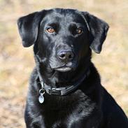 Labrador retriever Bossi