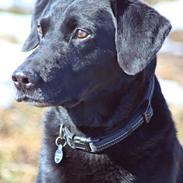 Labrador retriever Bossi