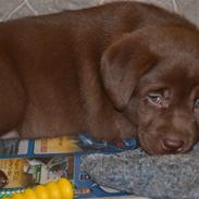 Labrador retriever Chika