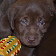 Labrador retriever Chika