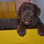 Labrador retriever Chika