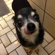 Chihuahua Dyrlægegårdens Alf <333