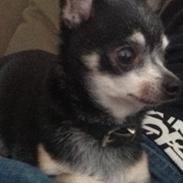 Chihuahua Dyrlægegårdens Alf <333