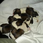 Shih tzu tayson